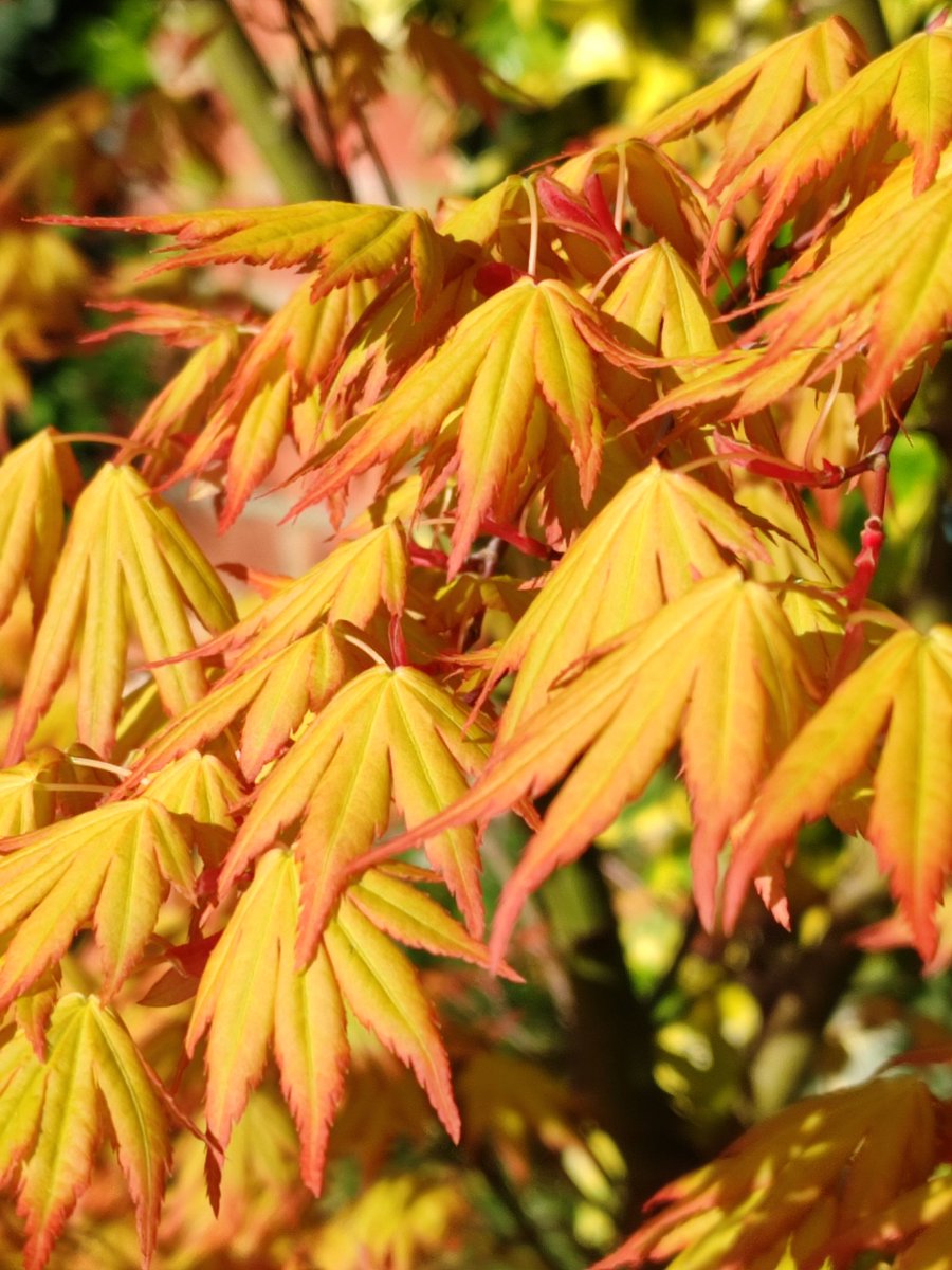 Golden. 

#TwitterNatureCommunity #Shropshire #Acer #Trees #Garden #NaturePositive