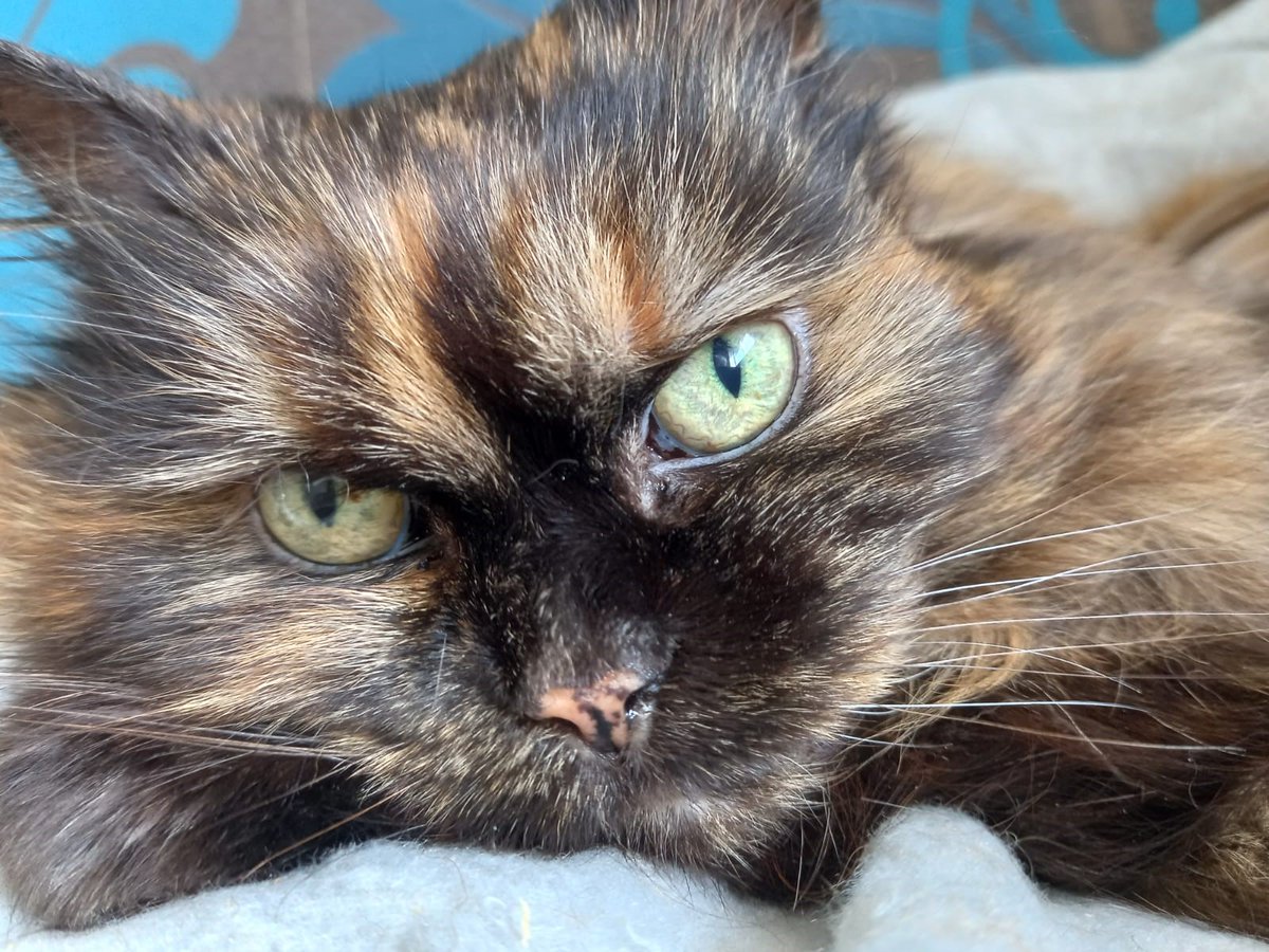 Meet the stunning Sophie!
Sophie has lived as a stray for several years. When she arrived in our care she was very matted, underweight and had to be shaved in places. She is shy to start but, given time in a quiet home she will come out of her shell. cats.org.uk/telford#adopt-…