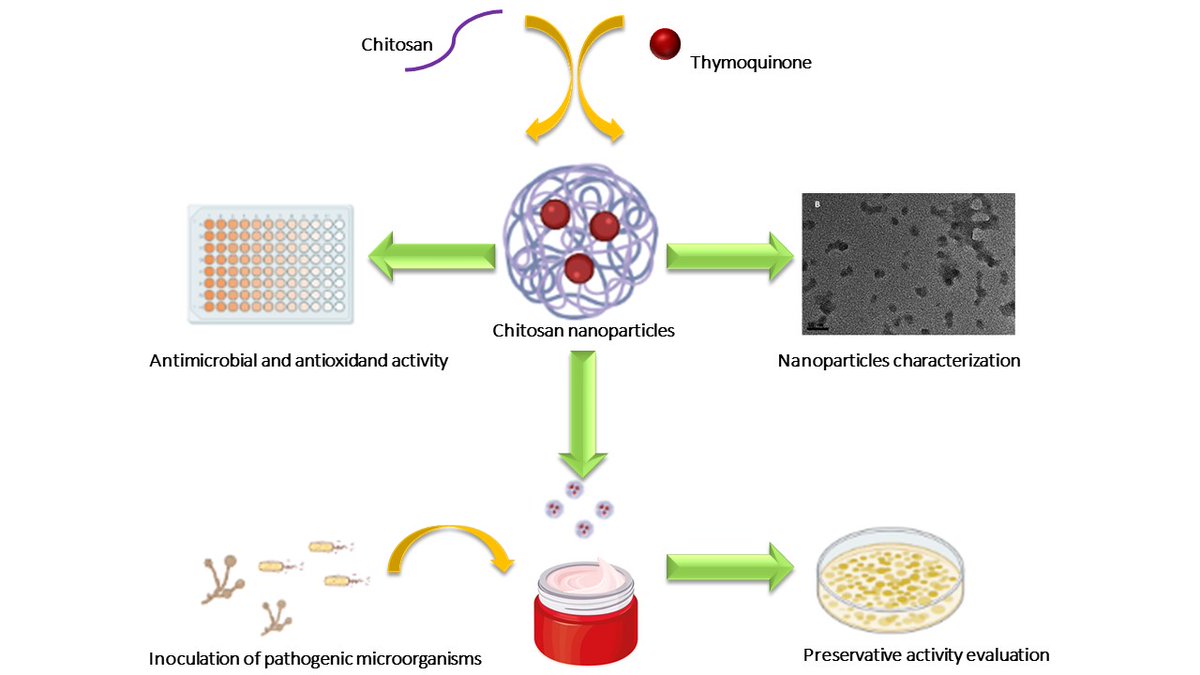 🌟#notablepaper on the Topic of Chitosan Nanoparticles 📚Thymoquinone-Loaded Chitosan Nanoparticles as Natural Preservative Agent in Cosmetic Products 🔗mdpi.com/1450008 👨‍🔬By Dr. Enrique Niza et al @MDPIOpenAccess @MDPIBiologySubj #Chitosan #Nanoparticles #cosmetic