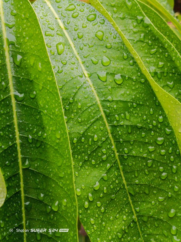 itelghana's tweet photo. Witness the intricate details of nature like never before through the lens of #itelS24's 108MP camera.
From glistening raindrops 📷 to vibrant blooms 📷, every shot tells a story of the beauty of nature.
#itelS24
#108MPCamera
#capturemomentswithoutlimits https://t.co/cDv0RzFuC0