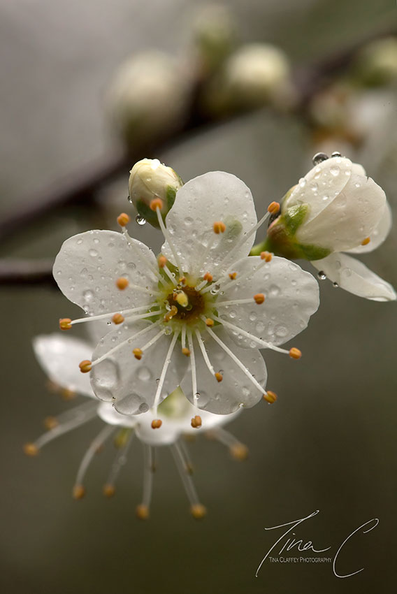 April showers and Blackthorn flowers 💕 @NativeWoodTrust @CCWPeatlands @CurrachBooks @wildflower_hour @PeatlandsG @peatlandsLIFEIP @PeatlandConserv