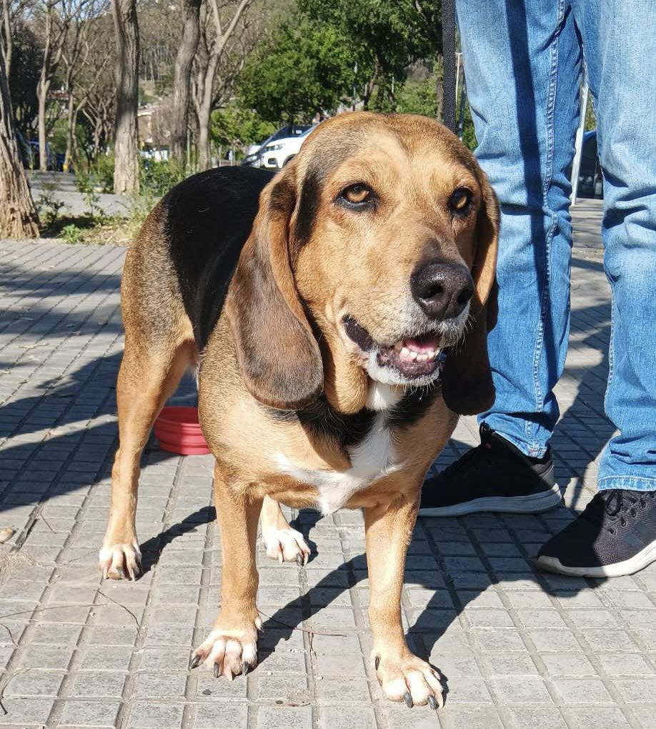 Perrita pérdida en la zona avenida fraternidad, al lado campo beisbol.

¿Nos ayudáis a encontrar a sus dueños?

#vildecans #infoanonimo