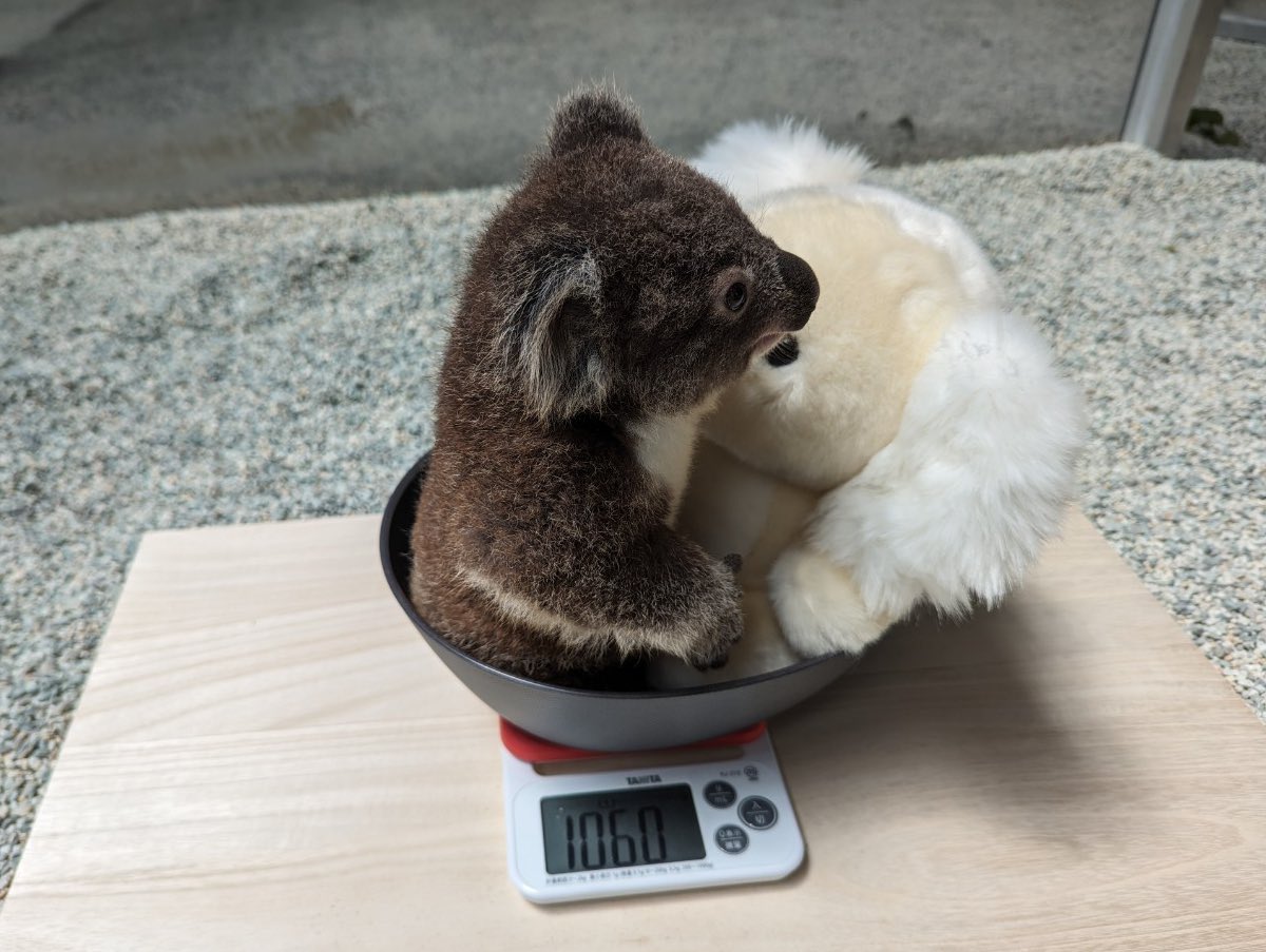 englandhill_zoo's tweet photo. 本日のナギの体重は1063gでした@(・●・)@
1kgを軽く超えてきましたね
そろそろぬいぐるみを使った測定方法も卒業が近いかも
#コアラ #ナギ https://t.co/K1QTYmkiMF
