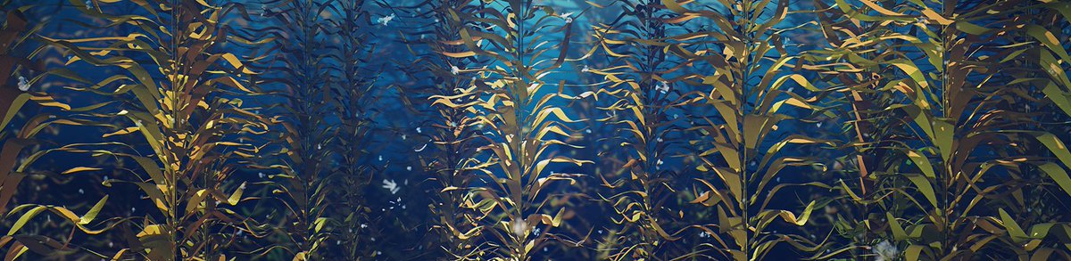 UWA Forrest Fellow Samuel Starko and colleagues take a look at why some of British Columbia's kelp forests are in more danger than others. READ: tinyurl.com/fsskuhkf via @ConversationEDU