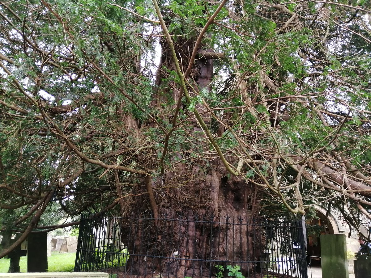 An incredible 2000 year old #yew #tree in the Grounds of a church in #Derbyshire #thicktrunktuesday