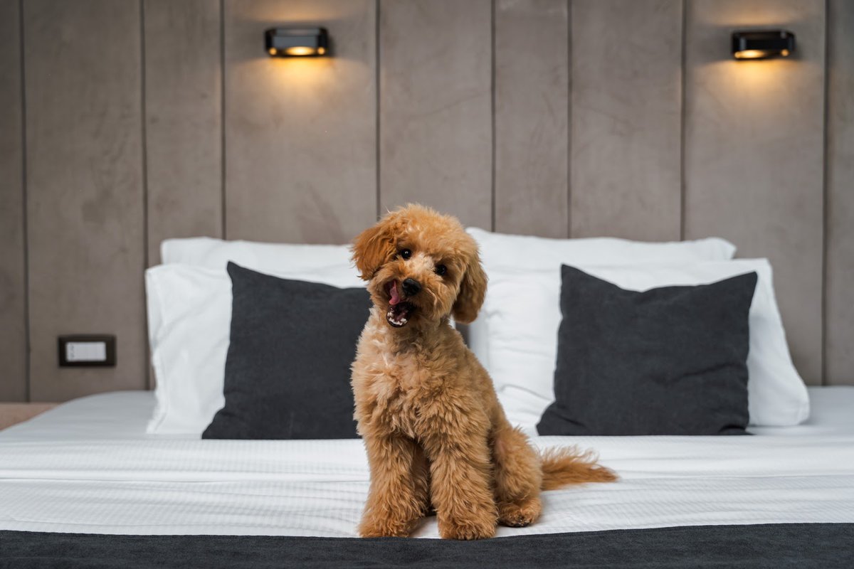 MediteSpaHotel's tweet photo. Make your holiday unforgettable with your furry friend at Medite!
Discover the perfect blend of comfort and adventure with our pet-friendly accommodations.
Book your stay now and let the joy begin! 🌟🐾
👉https://t.co/SnYGA4u4jR https://t.co/qYnbp58yXd