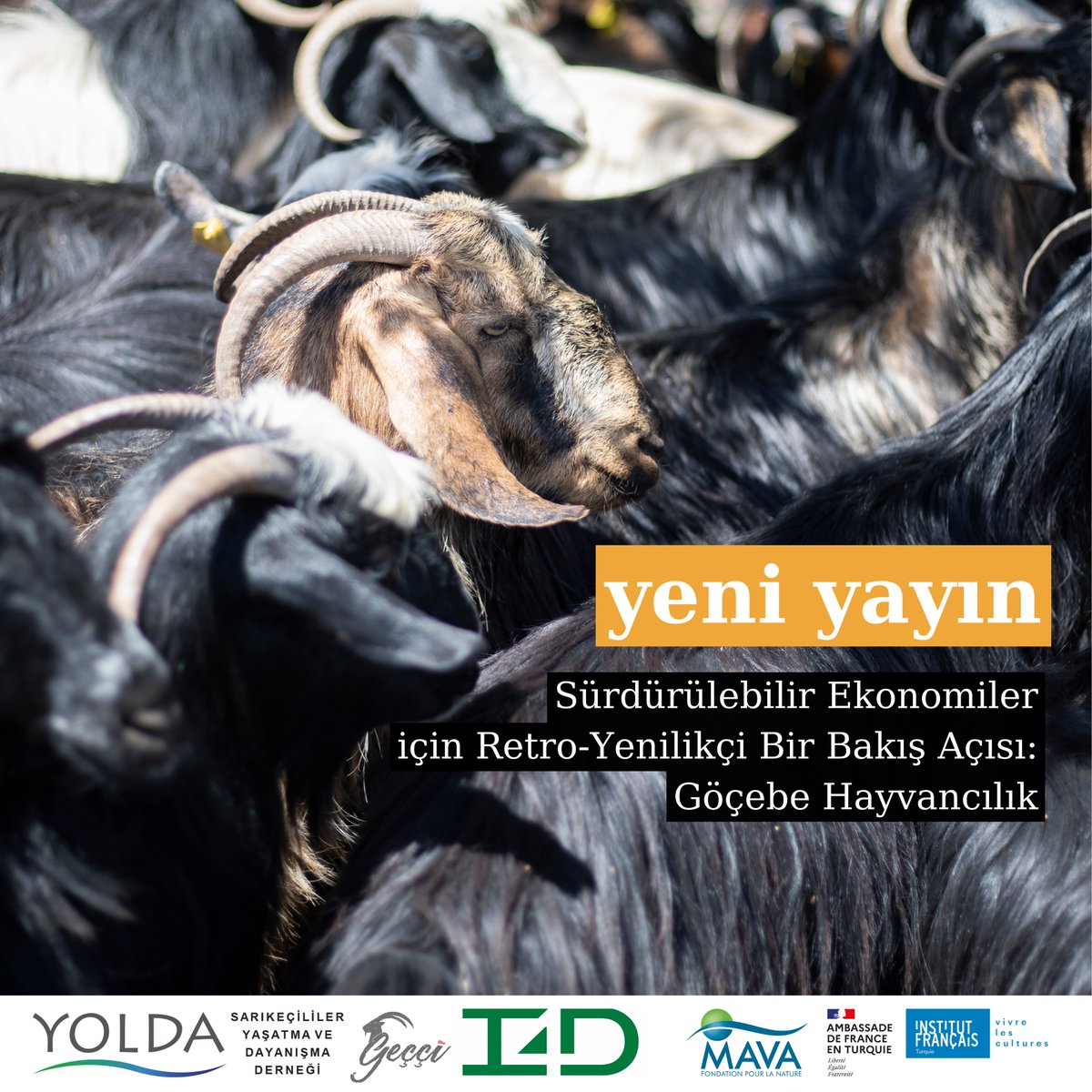 Yolda Initiative tweet media