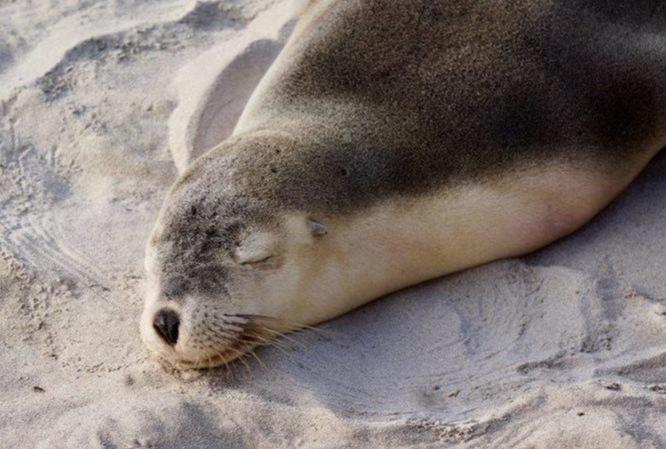 UNPACKING THE MARINE SCIENCE SYMPOSIUM AT #PlettOceanFestival: DAY ONE SESSION ONE: 🐬🐢🌊 WHEN DOLPHIN SKULLS TALK with Sibusisiwe Ngqulana, VAGRANT SEALS RESCUE with Greg Hofmeyr & TINY TURTLE STORM with Ruth Wright BOOK FOR THIS SESSION NOW: bit.ly/PlettOceanFest