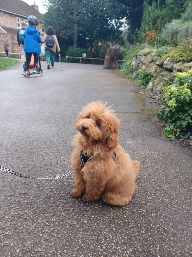 🐶 The weather getting sunnier doesn't just mean more park trips for humans! 🌳

We want to see your doggies enjoying the parks! Don't forget to use #mcrbarks and we will share your pics onto our socials to spread the joy! 🐶📸

This gorgeous dog was enjoying Didsbury Park!
