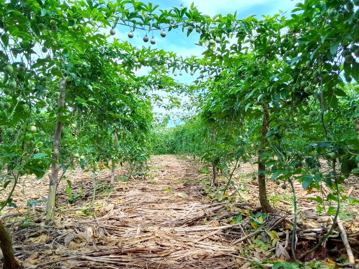 ignace_izere's tweet photo. It is very exciting to see a farmer design his farm like this. This is how passion fruit looks like under conservation agriculture practices. This is a life changing farming practices. https://t.co/xWtAgeUVSH