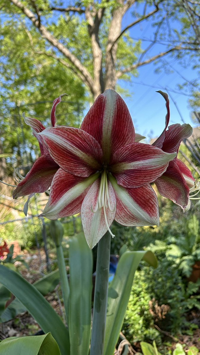 Another one of my flower obsessions (and there are many) is Amaryllis 😍 they live and bloom easily in my garden. Let the party begin 🥳

#Amaryllis #Flowers #Gardening #Plants #FlowerPhotography #FlowerGardening #Spring