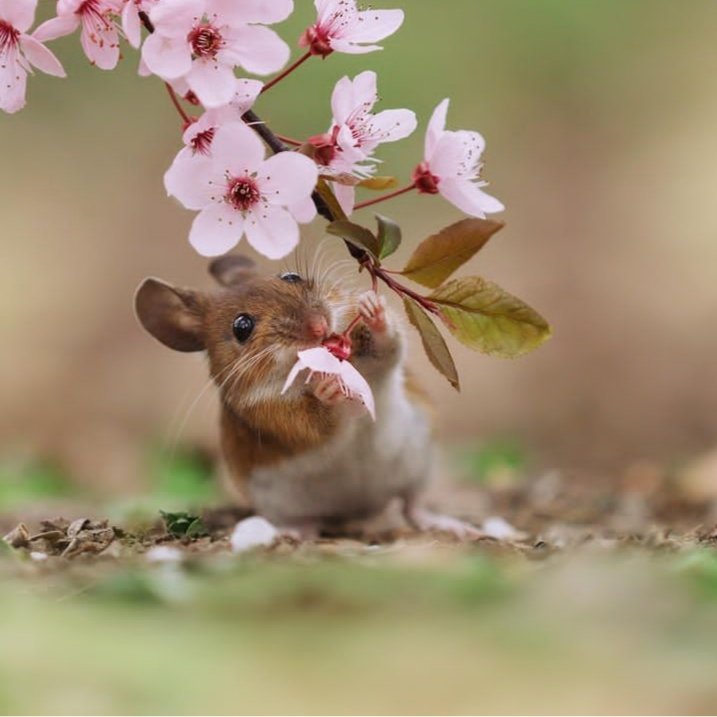 #aprilmood #spring #primavera #wildlifephotography #flowers #pinkflowers #printemps #reves #animallover #photo #feeding