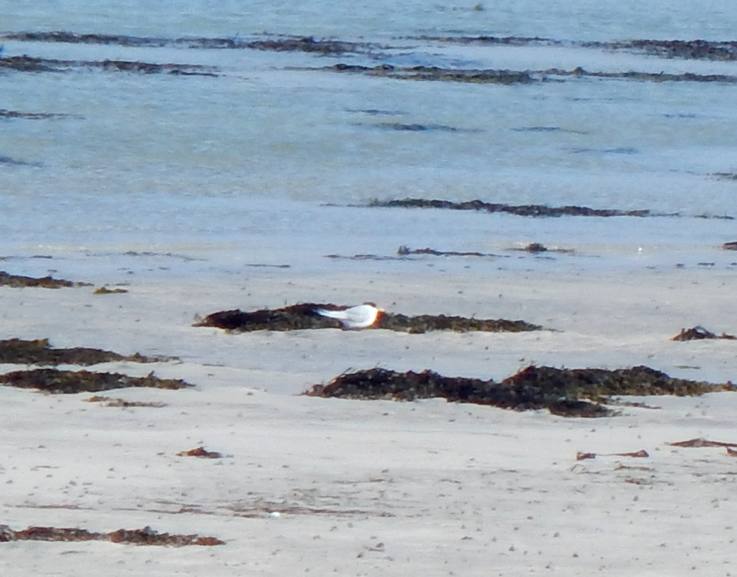 First Little Tern back on cue at Sorobaidh Bay #Tiree yesterday despite strong NW winds, also a Rook new at Balemartine this morning @PatchBirding @BirdGuides