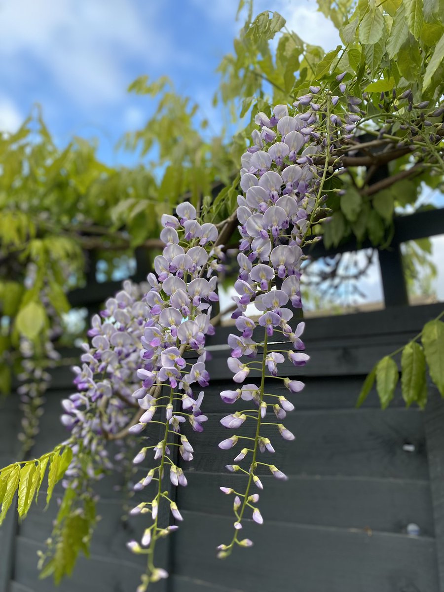 It’s the little things. 🌸🌸🌸 We’ve waited 4 years for the wisteria to blossom. Grateful we got to see it before we move out in next week! 🙏🏻