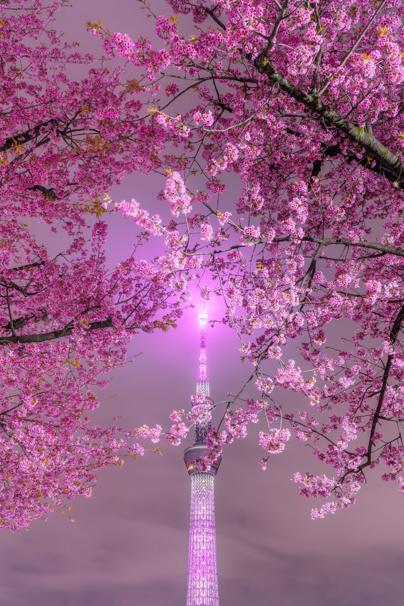 何度見ても最高な夜桜スカイツリー