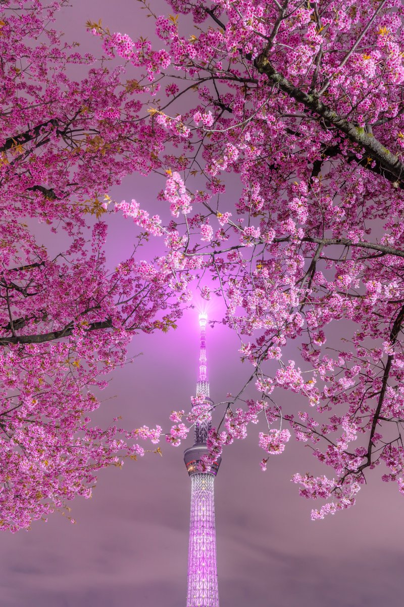 taku_photo47's tweet photo. 何度見ても最高な夜桜スカイツリー https://t.co/Qid0gU2j5J