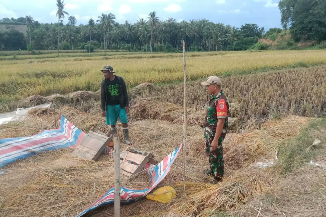 Kepedulian Babinsa Kodim Jeneponto Dampingi Kelompok Tani Panen Padi