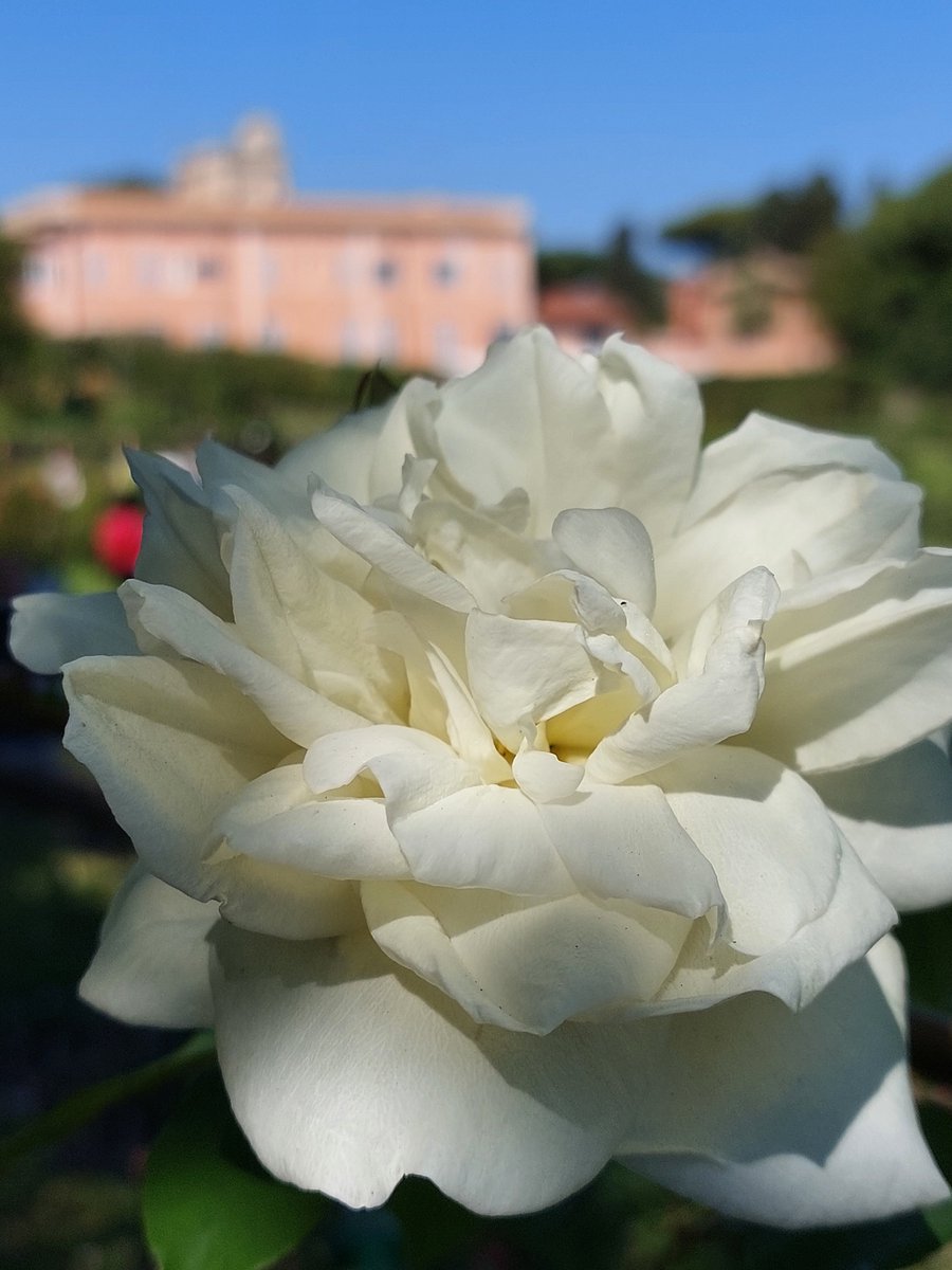 In occasione del 2777° Natale di Roma, domenica 21 aprile riapre il Roseto Comunale, uno dei luoghi più romantici della città. 👉 bit.ly/4d17UTm @Roma #visitrome #rosetocomunale #natalediroma