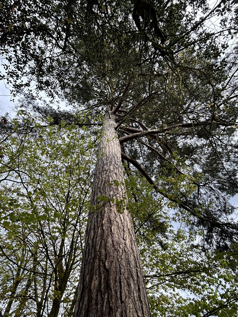 ArthurButcher44's tweet photo. I realise itโs #thicktrunktuesday but letโs not forget #talltreetuesday too!!๐๐ฒ https://t.co/GhjwOoATNm