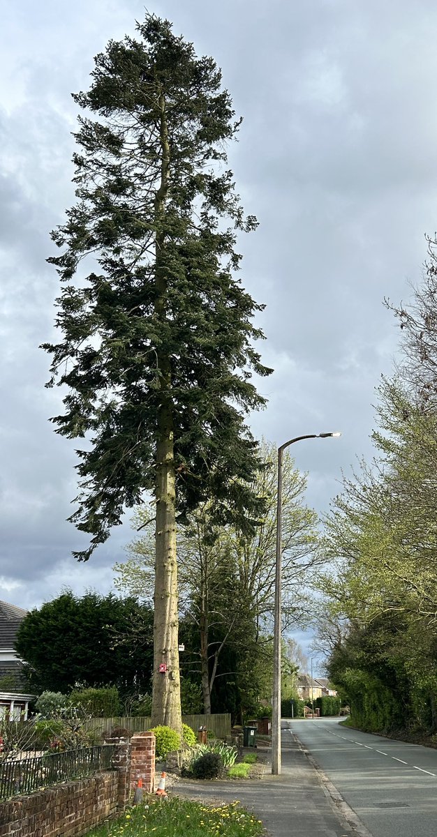 ArthurButcher44's tweet photo. I realise itโs #thicktrunktuesday but letโs not forget #talltreetuesday too!!๐๐ฒ https://t.co/GhjwOoATNm