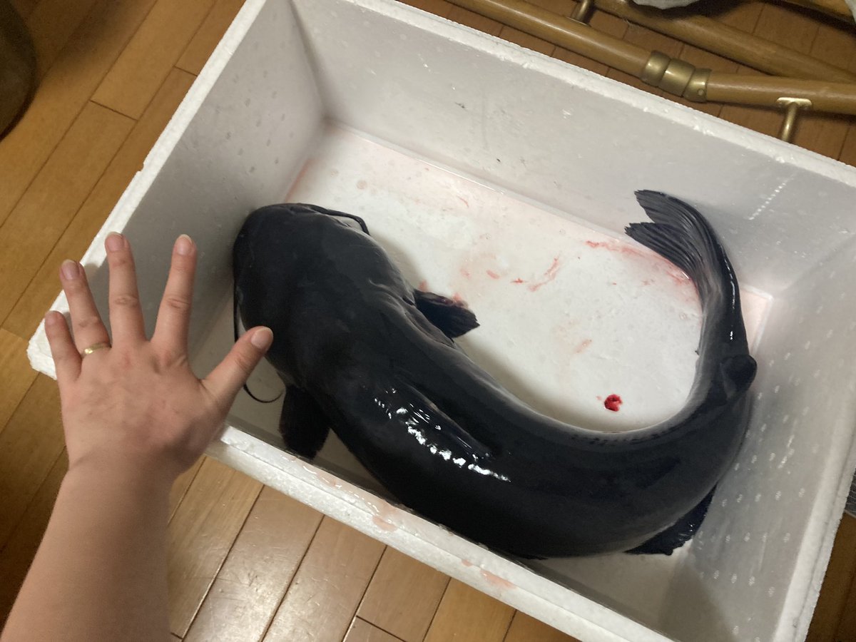 dine_marc's tweet photo. 5.5キロ。地下水蓄養活き〆アメリカナマズ入荷。
#アメナマ #アメリカナマズ #ワイン #足立区 #五反野 https://t.co/vQYXux7AfN