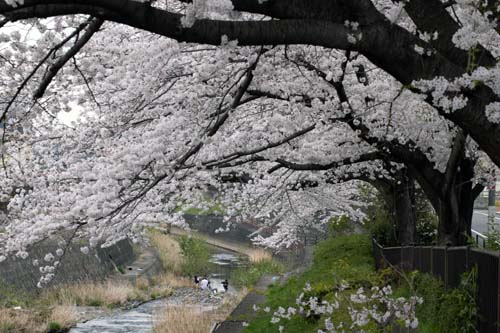 今晩は。 昨日は各地で30度を超えるところがありました。 この感じで日本の四季は変わって二季の様相を示し始めているように感じます。夏と冬 春と秋は短期間で次の季節に入ってしまうような。 火曜日お疲れさまでした。 子供たちは花より川遊びです。 　17~19日まで休みますよろしくお願いします。