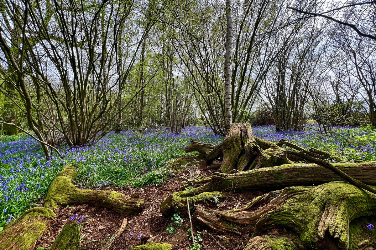 I’m still locked out from doing anything productive, so have some bluebells… #bluebells #photography #hampshire