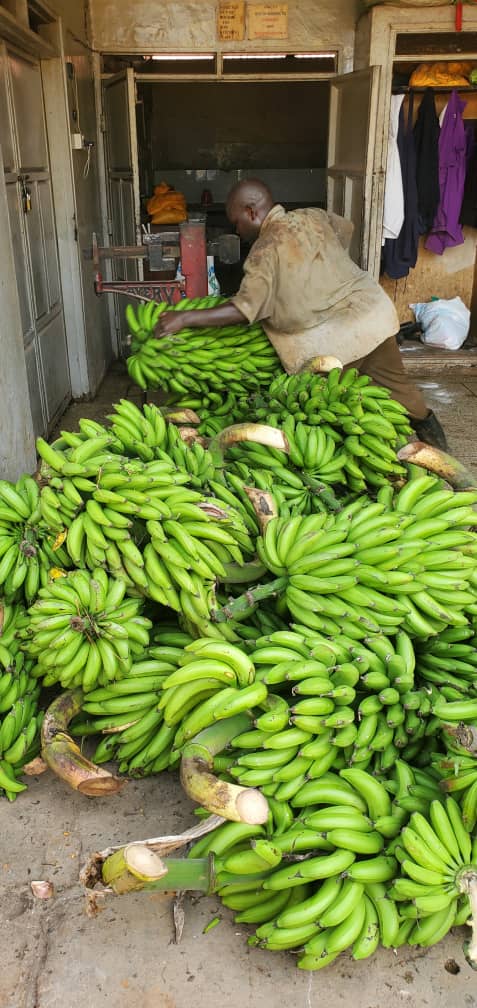 🌱Thrilled to celebrate another bountiful harvest of over 2,000kg of matoke (green banana) at @IgangaSS. Students are learning & earning, paving a career path in agriculture. Thanks to @NLinUganda for investing in young people. The results they're reaping from agric is rewarding