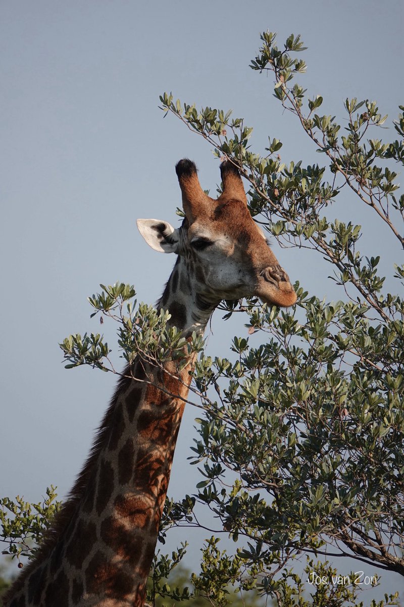 JosVanZon's tweet photo. #goedemorgen
Waar denken jullie aan bij het thema #wild @jolandabrwr #camer_a_pril
Fijne dinsdag π
Giraffe in zijn natuurlijke habitat π¦ #GrootWild #Giraffe #Wild π¦π¦ https://t.co/78RoZdTrAx