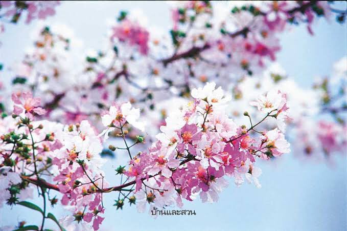 arabiakragen's tweet photo. @Praewstar ส่วนเรา สายสีม่วง ชอบ อินทนิล - ตะแบก - เสลา 💜💜💜💜💜 แม้แต่จะแยกไม่ค่อยออกก็ตาม 💗💖 https://t.co/w9SVHjXokq