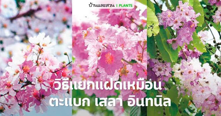 arabiakragen's tweet photo. @Praewstar ส่วนเรา สายสีม่วง ชอบ อินทนิล - ตะแบก - เสลา 💜💜💜💜💜 แม้แต่จะแยกไม่ค่อยออกก็ตาม 💗💖 https://t.co/w9SVHjXokq