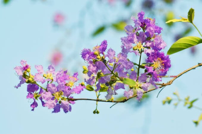 arabiakragen's tweet photo. @Praewstar ส่วนเรา สายสีม่วง ชอบ อินทนิล - ตะแบก - เสลา 💜💜💜💜💜 แม้แต่จะแยกไม่ค่อยออกก็ตาม 💗💖 https://t.co/w9SVHjXokq