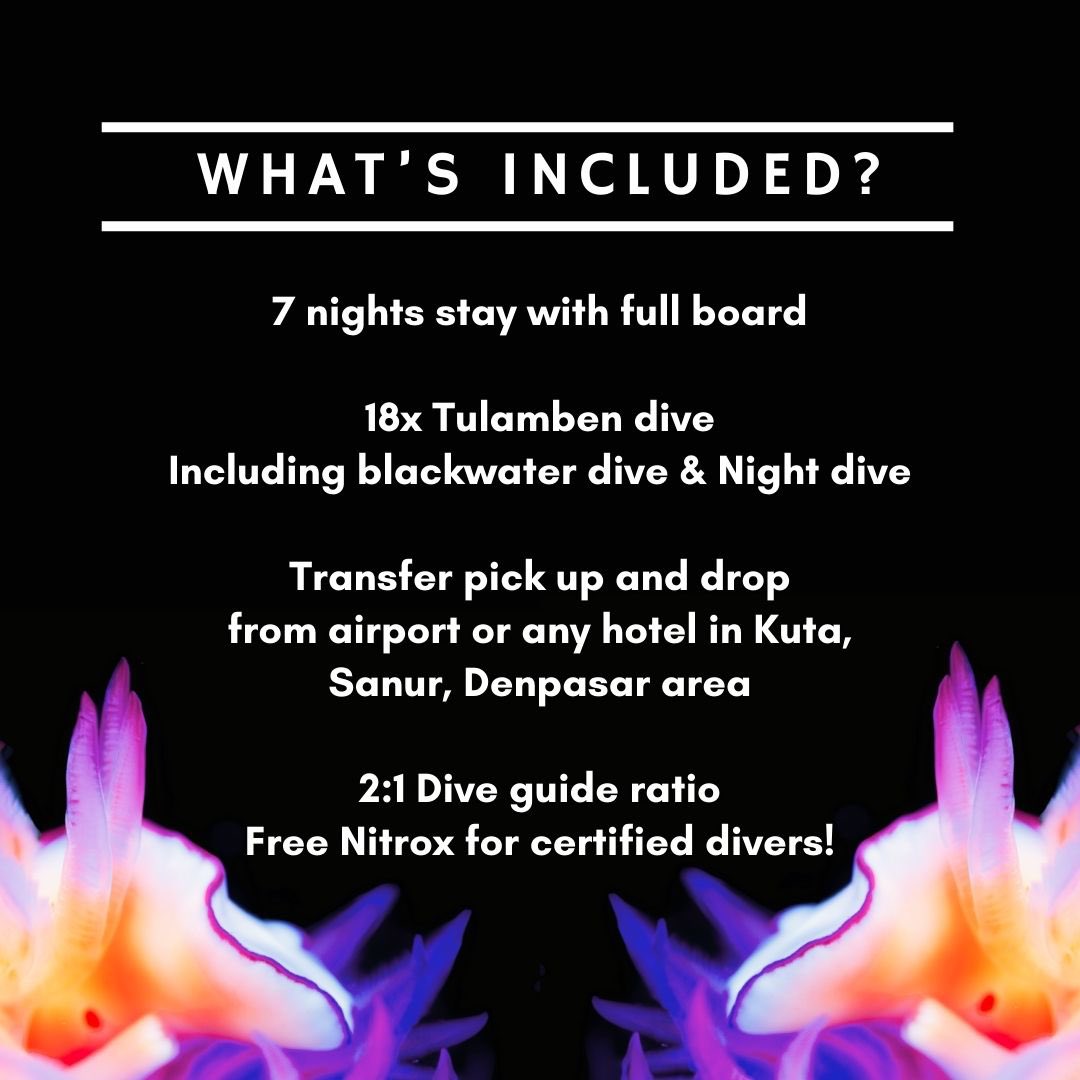 5hint0's tweet photo. GM 🌊

Who want to join our next #OceanCanvas trip to Tulamben 🇮🇩

🗓️ 2024 Nov 23-30 
📌 Utama Villas, Bali 🇮🇩 https://t.co/bCSIPTnNKr
