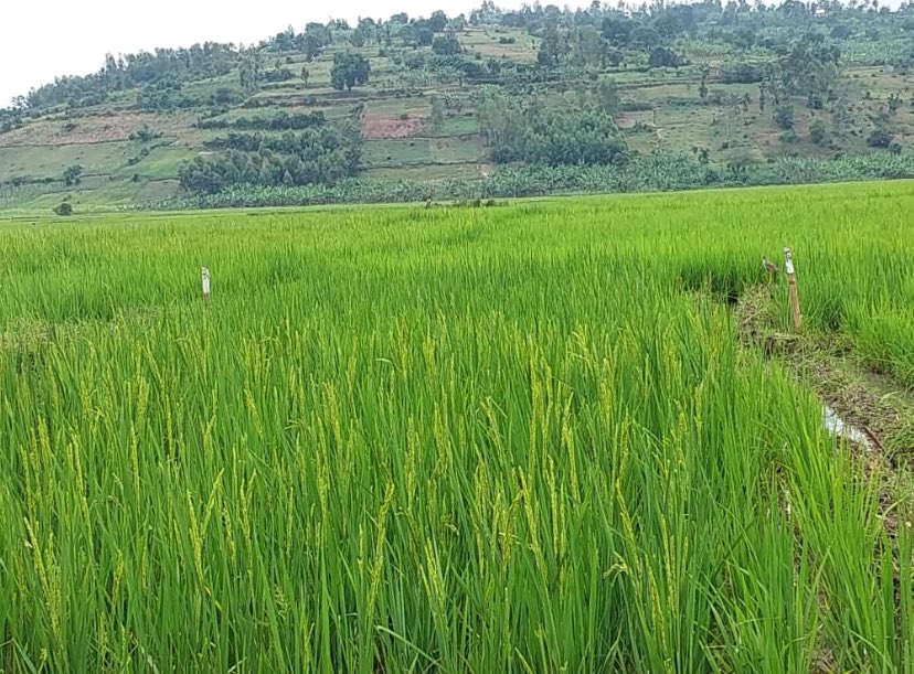 Rice is among the best crops to grow on a large scale. Its estimated yield is up to 6 tons per hectare. In countries like Australia and Egypt, this can increase to 12 tons.