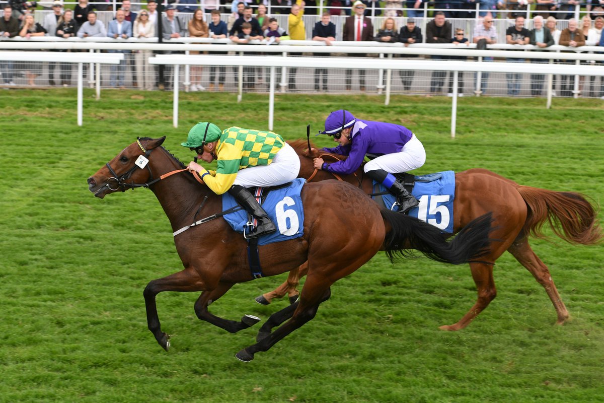 York Racecourse tweet media