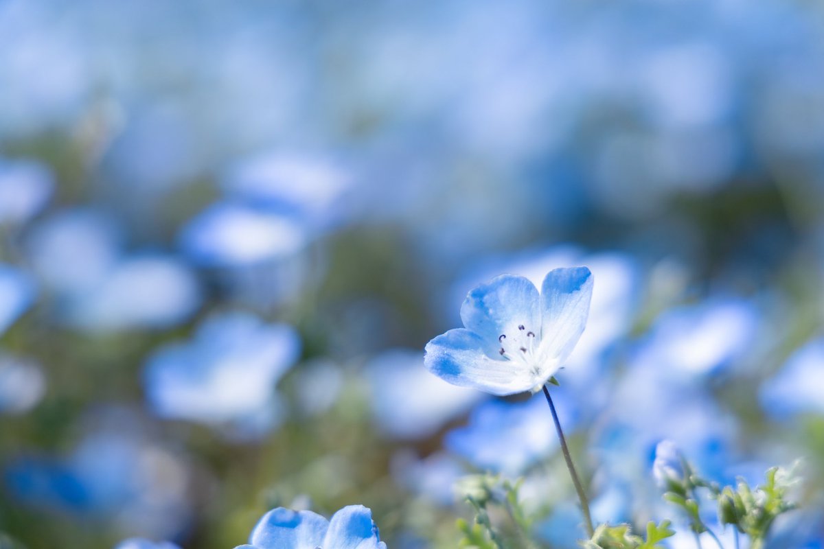 photograph1Ca's tweet photo. ネモフィラ / Nemophila

#海の中道海浜公園
#ネモフィラ https://t.co/Na1GbvVVc1