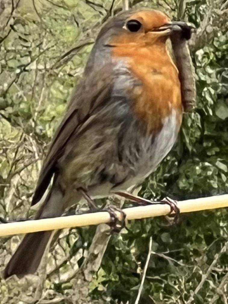 Managed to catch a pic of a Robin this morning just after catching his/her breakfast #Robins  #Ukwildlife  #UKbirds