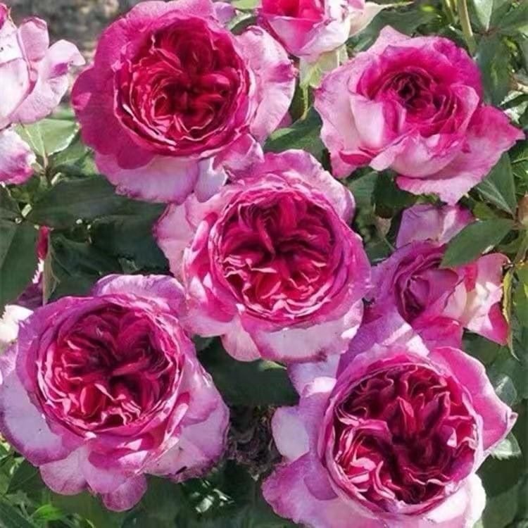 Thierry Marx Rose
Just marvel at the wonderful color morphing 🥰