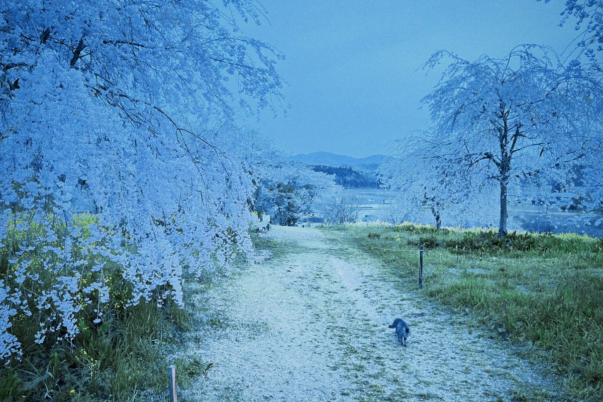himigraph's tweet photo. 夜の桜と猫と https://t.co/4ER1zFzHko