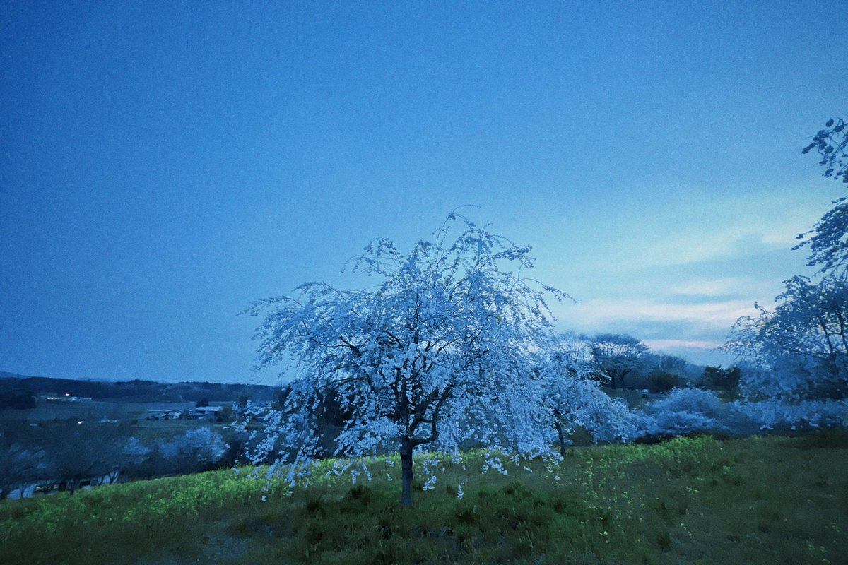 himigraph's tweet photo. 夜の桜と猫と https://t.co/4ER1zFzHko
