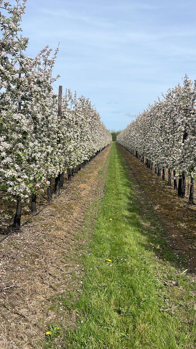 The latest 2024 production cost analysis reveals a stark reality: producing British apples is becoming increasingly unsustainable, with costs rising to £1.33 per kilo—a 5.5% increase in just one year. This trend underscores a growing crisis, as costs have surged by 30% over two