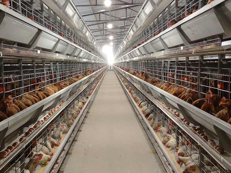 'Exciting news! 🎉 Automated battery cage system for a 15,000 layer farm has been successfully delivered in Morocco! 🐓✨  
#PoultryFarming #Morocco #LayerCages'

More: livichickencage.com/Automated-Batt…