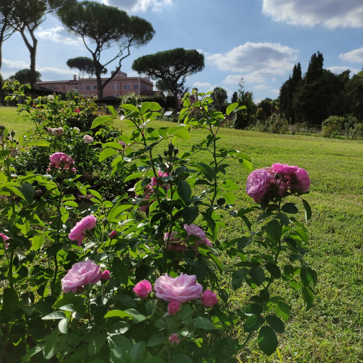 From April 21, the date of the 2777th Natale di Roma, the Roseto Comunale, one of the most romantic places in Rome, reopens to the public. 👉 bit.ly/3VVTD4x @Roma #visitrome #rosetocomunale #natalediroma