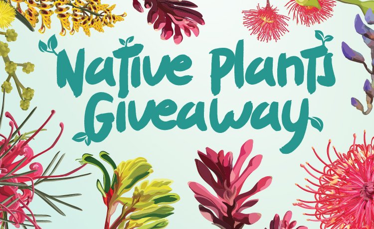 Our Native Plants Giveaway is back for this year. 🌱Sunday 5 May at Native Plants WA. Collect up to 10 free seedlings per household. To find out more visit bit.ly/3IifAm4