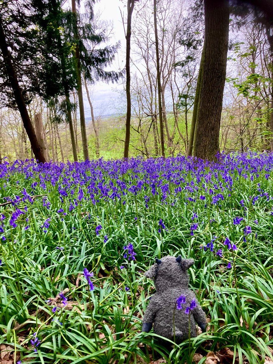 A sea of bluebells with the #SurreyHillsWildThing! Where is your favourite Surrey Hills spot to admire the signs of spring?