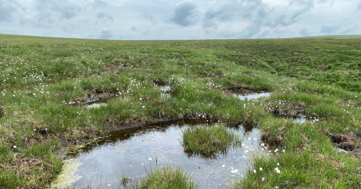 Where peat should be. In the ground and thriving, for wildlife, water, people and the climate🌍 #BogsNotBags #PeatFree