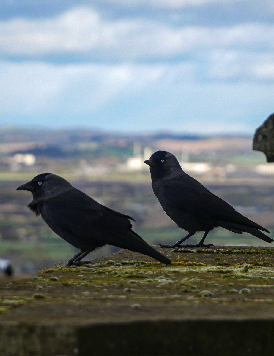 Jackdaws guarding Stirling Castle #scotland #BirdsOfTwitter #NaturePhotography