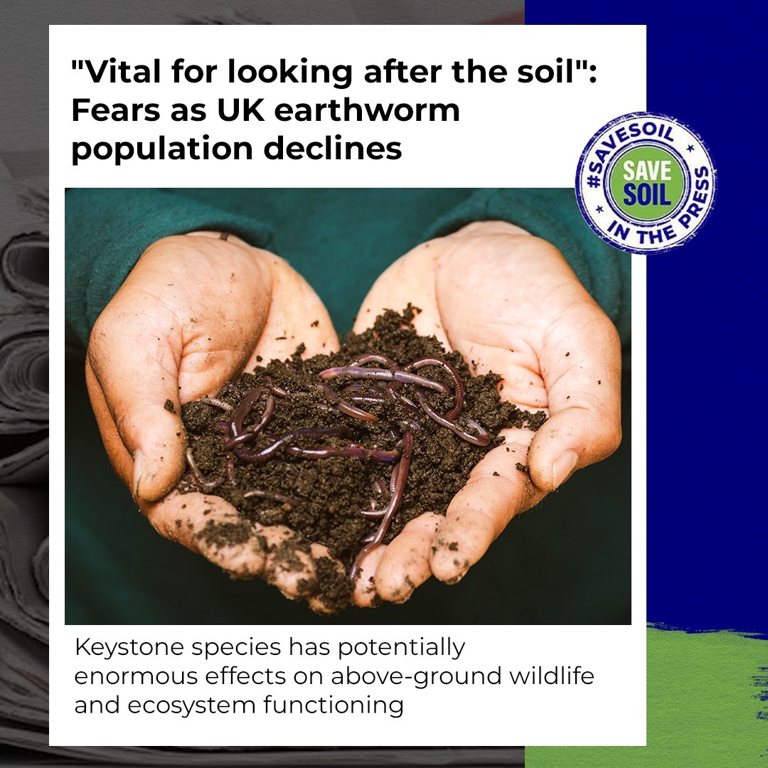 cpsavesoil's tweet photo. In the first national assessment in the United Kingdom on earthworms, published in 2023, it was found that the earthworm population has declined by a third over the past 25 years. The impact of this decline has far ranging consequences, not just to soil health but to other species and the health of the ecosystem overall.

Read more here: https://t.co/4ZKbXytBAG

#SaveSoil #ConsciousPlanet #SaveSoilFixClimateChange #SoilForClimateAction