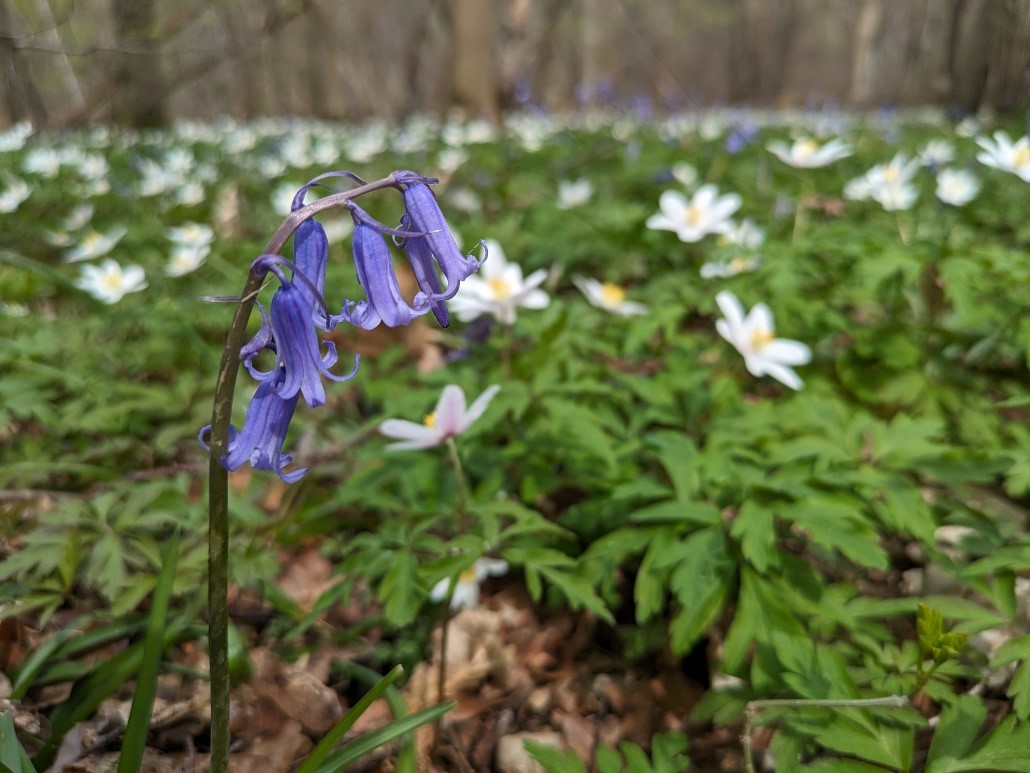 Whilst on site in a woodland in #Cambridgeshire this week, a colleague took a moment to appreciate the bluebells amongst a carpet of anemones. Taking time to #ConnectWithNature is beneficial for both mental and physical #Wellbeing. #WildFlowerHour #Spring 📸 J.Tilley