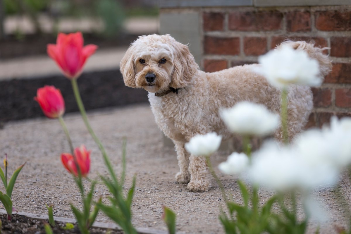 Paws up if you want to visit RHS Bridgewater! Bring your dog and enjoy a spring stroll around our beautiful garden as we once again open up the grounds to you and your canine companions 🐶 Our next Walkies evening takes place on 23 April. Find out more: rhs.org.uk/Gardens/RHS-Ga…